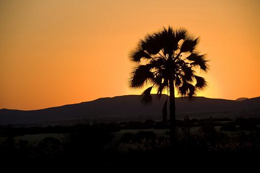 Sunset Cormorants and Palms-snst-plmwg-nam-09-_dsc1869.jpg