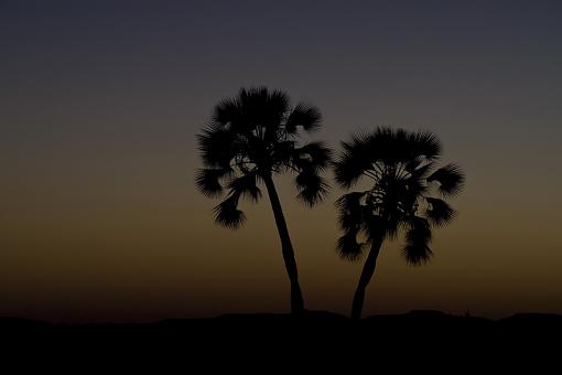 Sunset Cormorants and Palms-snst-plmwg-nam-09-_dsc1875.jpg