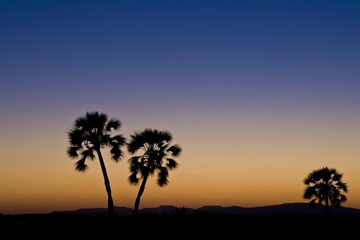 Sunset Cormorants and Palms-snst-plmwg-nam-09-_dsc1878.jpg