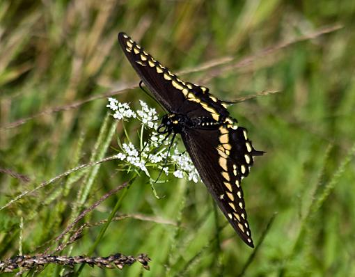 Early evening Sunday-blackbutterfly.jpg