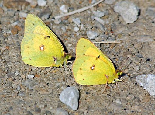 Early evening Sunday-cloudedyellowbutterflies.jpg