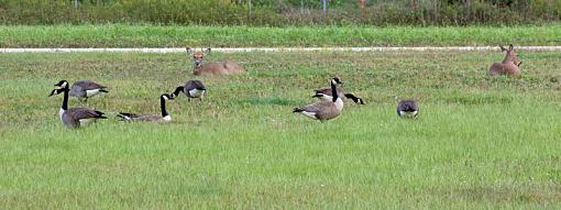 Early evening Sunday-earlyeveninggrazing1.jpg