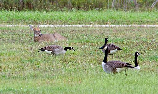 Early evening Sunday-earlyeveninggrazing2.jpg