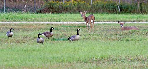 Early evening Sunday-earlyeveninggrazing3.jpg