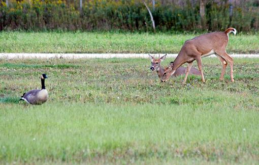 Early evening Sunday-earlyeveninggrazing4.jpg