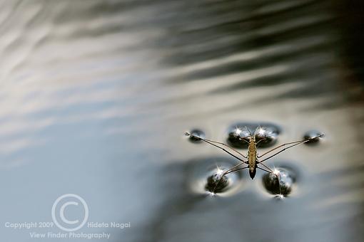 Walking on Water-water-strider-1.jpg