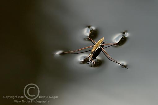 Walking on Water-water-strider-3.jpg