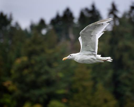 Some recent photos-flying-seagull.jpg