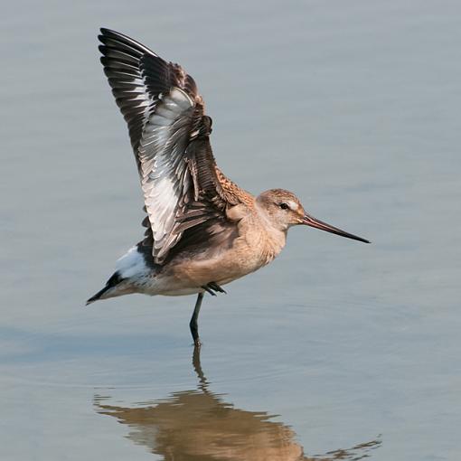 Some recent photos-hudsonian-godwit-stretching-prr.jpg