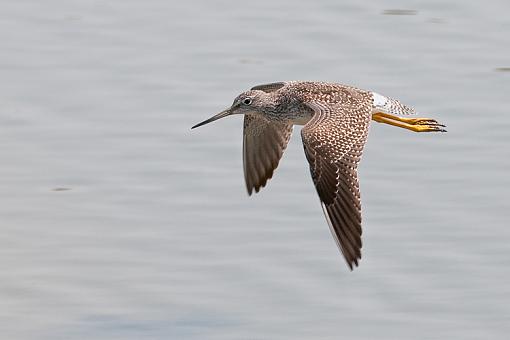 Some recent photos-yellowlegs-flight.jpg