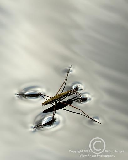 Walking on Water-water-strider-4.jpg