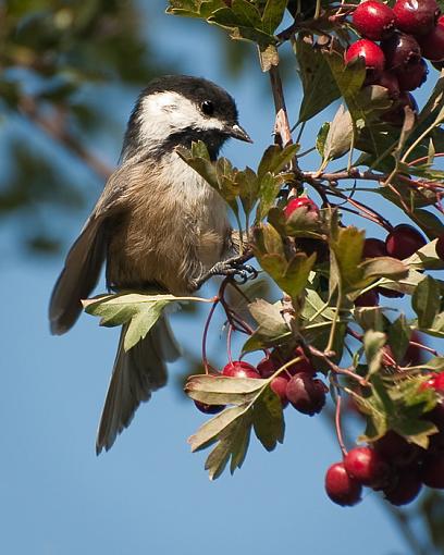 One from today-chickadee-foraging.jpg