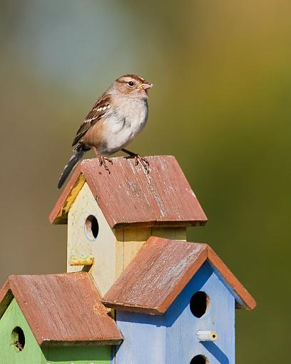 A sparrow and its houses-sparrow-its-houses.jpg