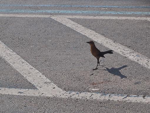 Fall 2009 Bird ID Thread-_a082303.jpg