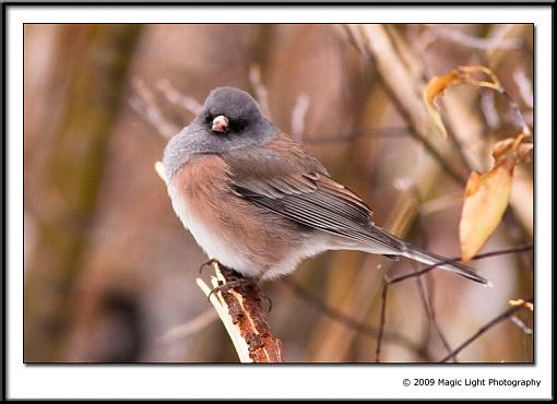 Fall 2009 Bird ID Thread-img_9723.jpg