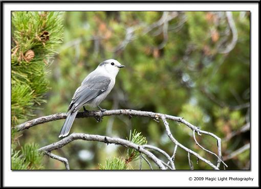 Fall 2009 Bird ID Thread-img_0865.jpg