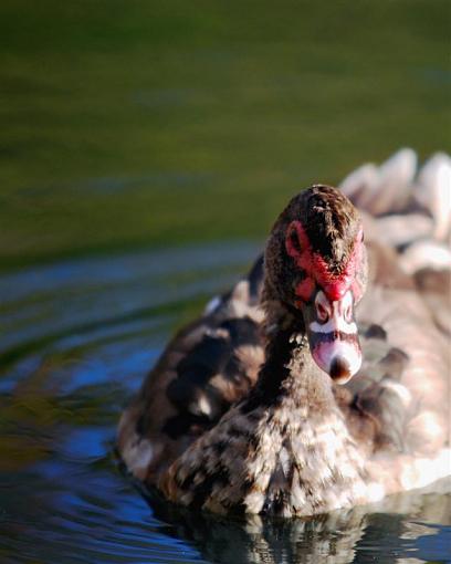 Fall 2009 Bird ID Thread-uglyface-custom-.jpg