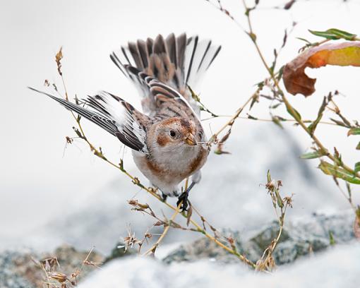 Snow Bunting-spread-wing-foraging-1.jpg