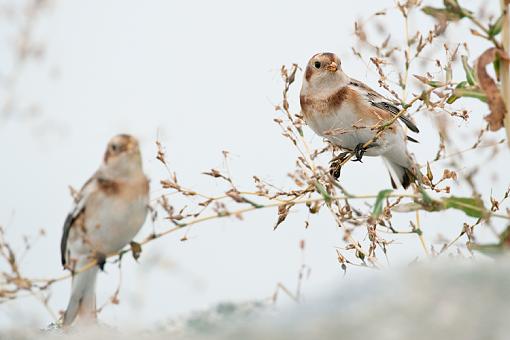 Snow Bunting-pair-buntings.jpg