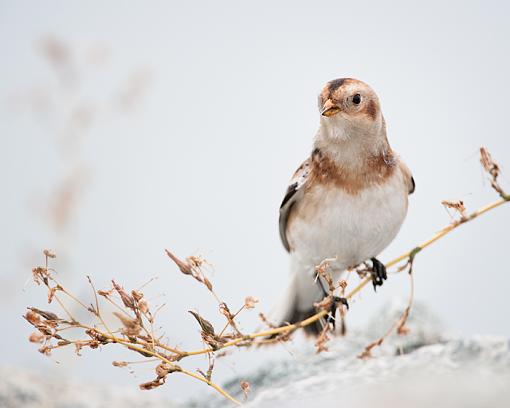 Snow Bunting-snow-bunting-perching.jpg