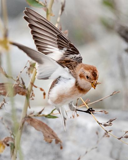 Snow Bunting-ready-jump.jpg