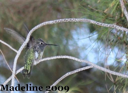 hummingbird-img_4667.jpg