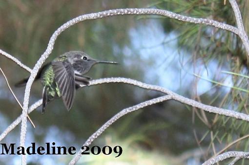 hummingbird-img_4668.jpg