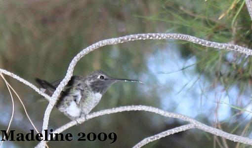 hummingbird-img_4669.jpg