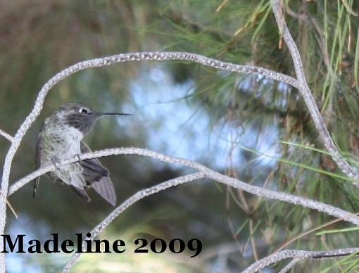 hummingbird-img_4670.jpg