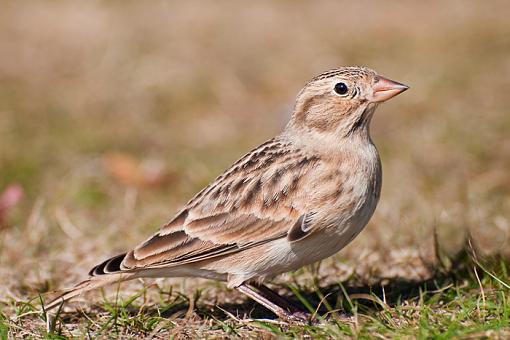 McCown Longspur-mccowns-longspur-profile-review.jpg