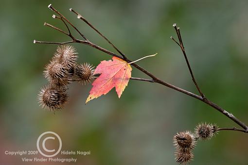 Fall Walkabout-fall-walkabout-1a.jpg