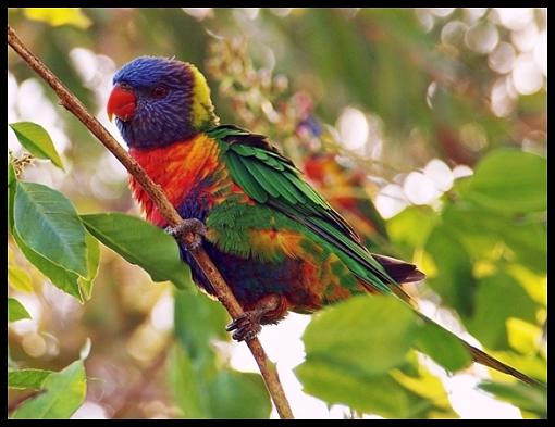 Rainbow Lorikeet-rainbow-lorikeet..jpg