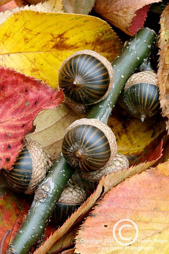 Raking Leaves-acorn-85mm-12mm-tube.jpg