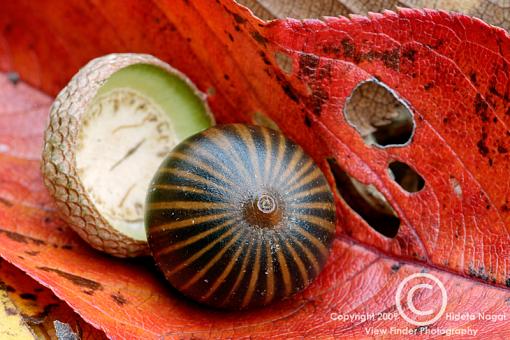 Raking Leaves-acorn-180mm.jpg