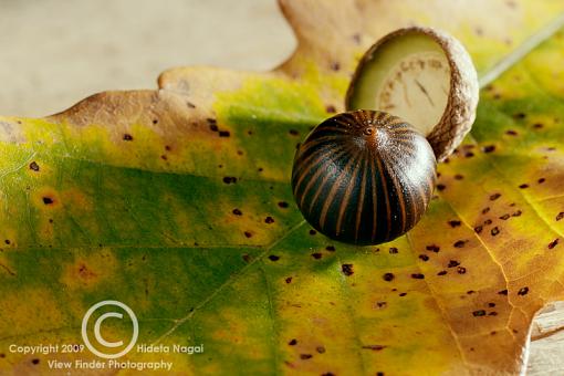 Raking Leaves-acorn-85mm-20mm-tube.jpg