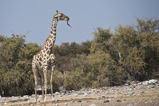 African Fauna-grrf-nam-09-_dsc3206r.jpg