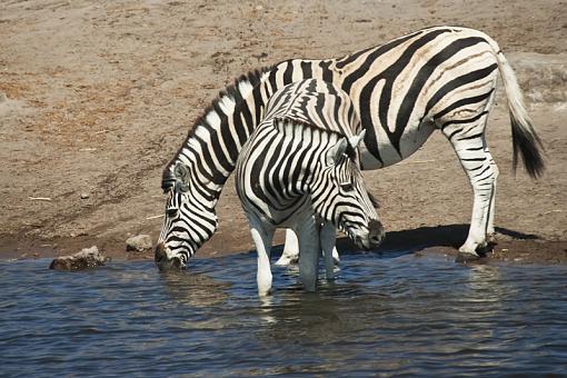 African Fauna-zbra-etsh-nam-09-_dsc3198r.jpg