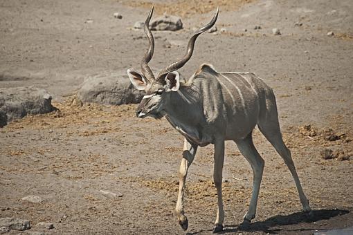 African Fauna-kudu-etsha-nam-09-_dsc3187r.jpg