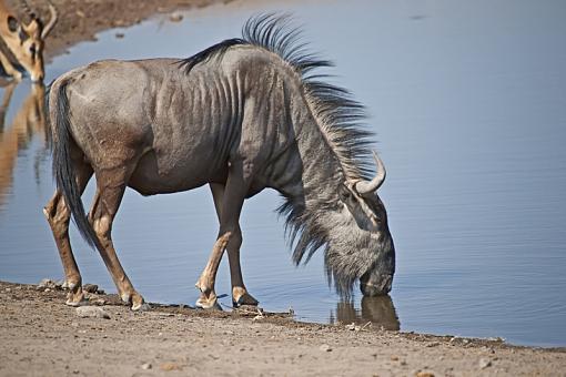 African Fauna-bl-wldbst-nam-09-_dsc3178r.jpg