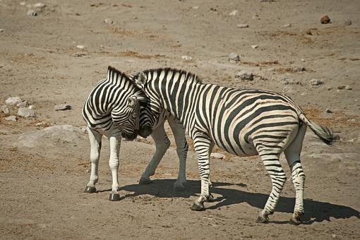 African Fauna-zbra-etsh-nam-09-_dsc3148r.jpg