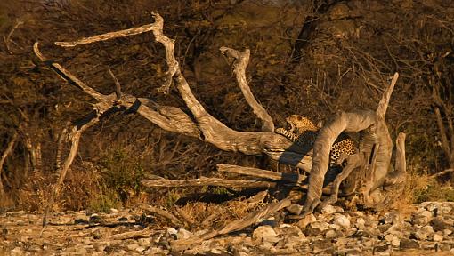 Leopard and Cheetah-lprd-nam-09-_dsc3378r.jpg