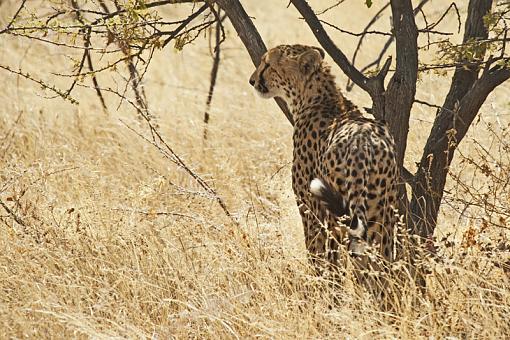 Leopard and Cheetah-chth-nam-09-_dsc3260ar.jpg