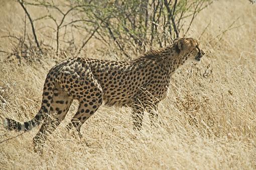 Leopard and Cheetah-chth-nam-09-_dsc3256r.jpg