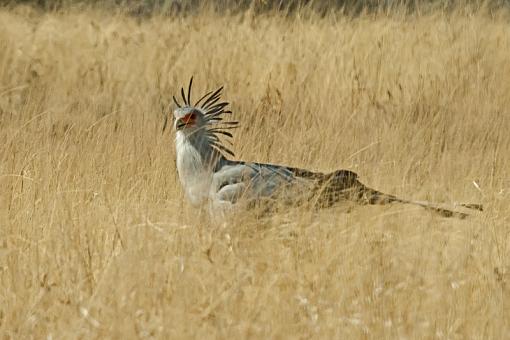 Leopard and Cheetah-scrtry-brd-nam-09-_dsc3273r.jpg