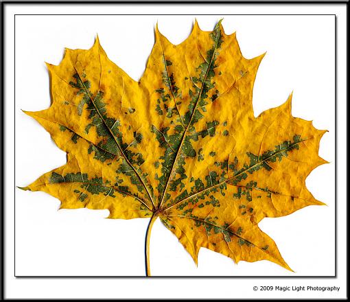 Pixilated Leaf-leaf.jpg