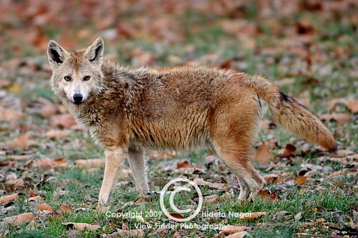 Coyote in my backyard ate the neighborhood cat (warning graphic images)-coyote-11-2-09-.jpg