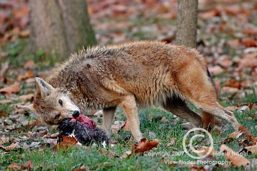 Coyote in my backyard ate the neighborhood cat (warning graphic images)-coyote-11-2-09-c.jpg