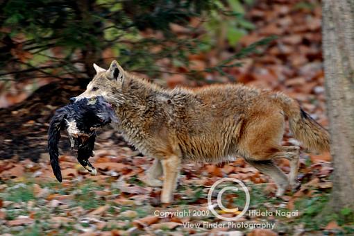 Coyote in my backyard ate the neighborhood cat (warning graphic images)-coyote-11-2-09-d.jpg