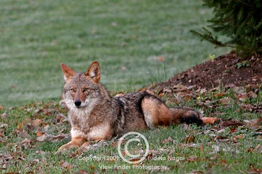 Coyote in my backyard ate the neighborhood cat (warning graphic images)-coyote-11-2-09-e.jpg