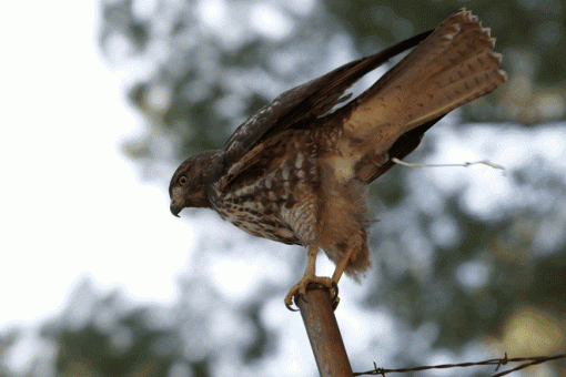 This bird must have really liked me-6.gif